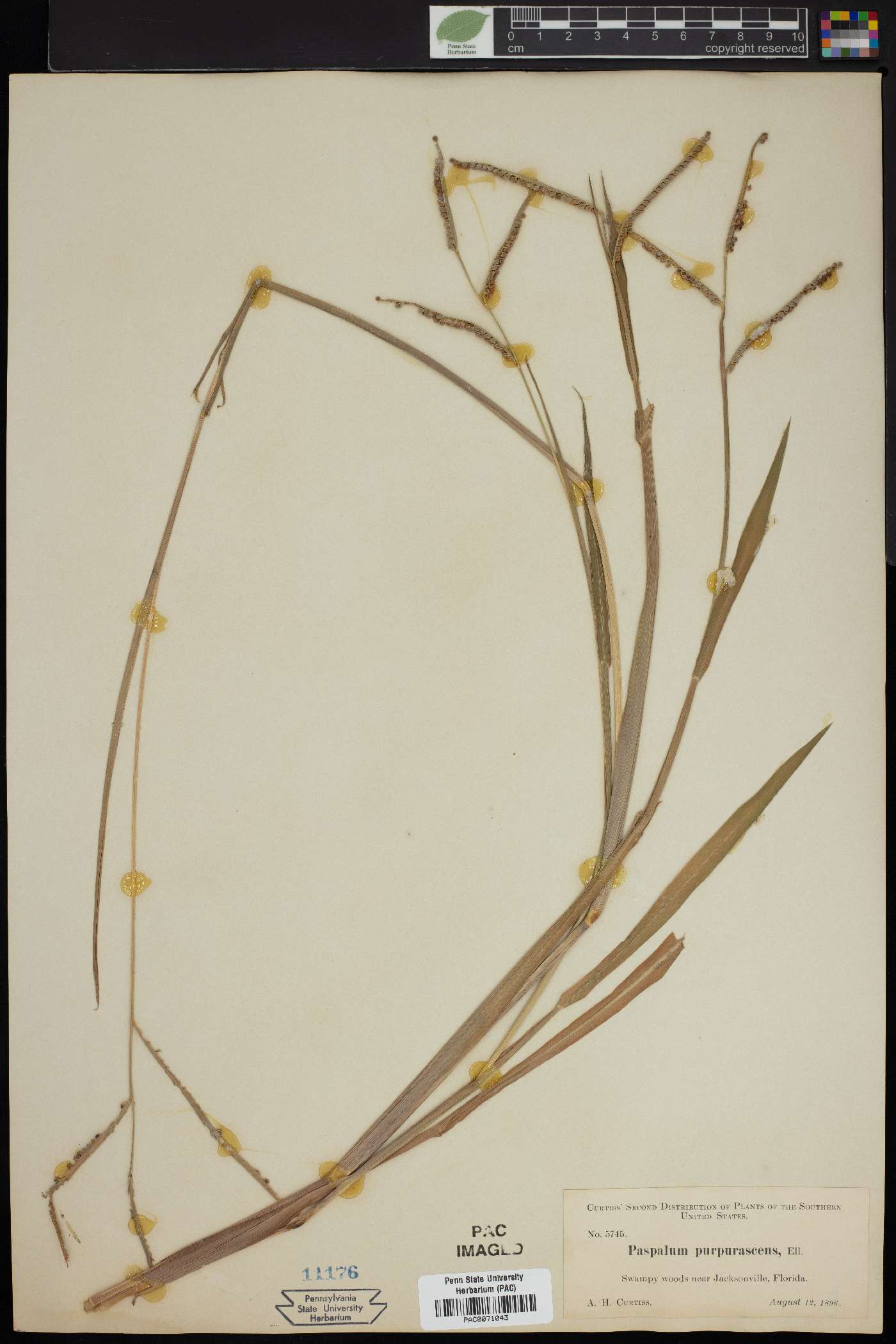 Paspalum scrobiculatum image