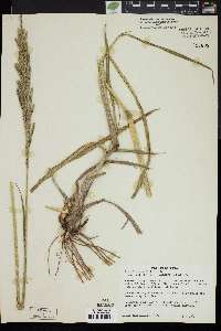 Paspalum urvillei image