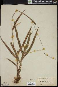 Paspalum setaceum var. supinum image