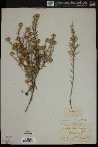 Ionactis linariifolia image