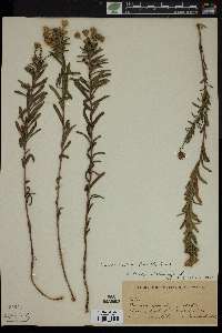 Ionactis linariifolia image