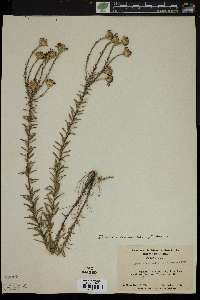 Ionactis linariifolia image