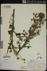 Lactuca biennis image