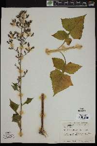 Lactuca floridana image