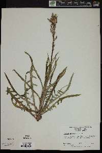 Lactuca graminifolia image