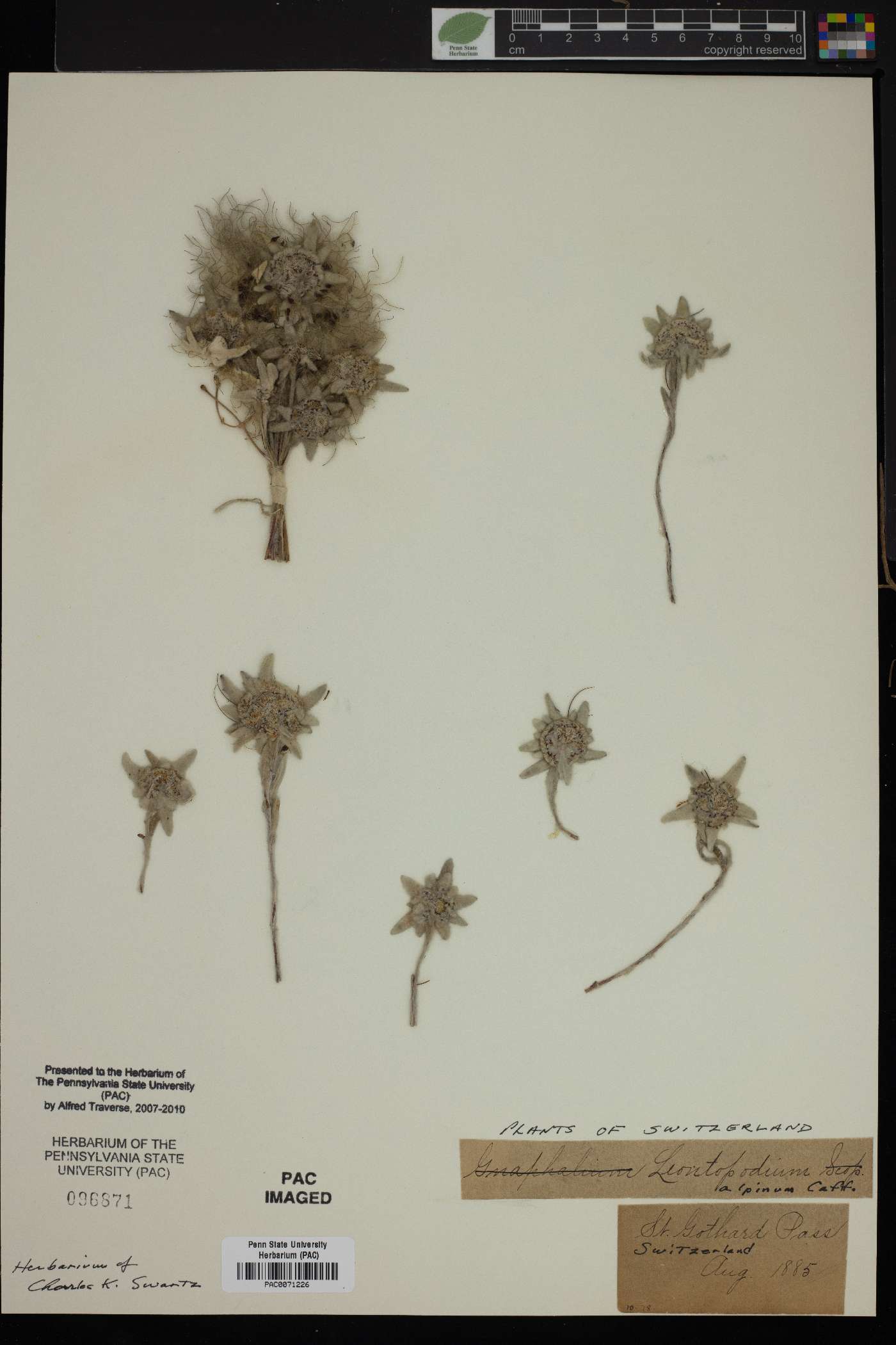 Leontopodium nivale subsp. alpinum image