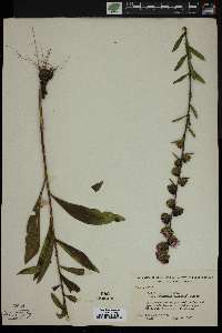 Liatris aspera image