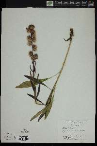 Liatris aspera image