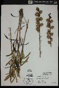 Liatris aspera image