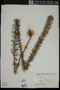 Liatris elegans image