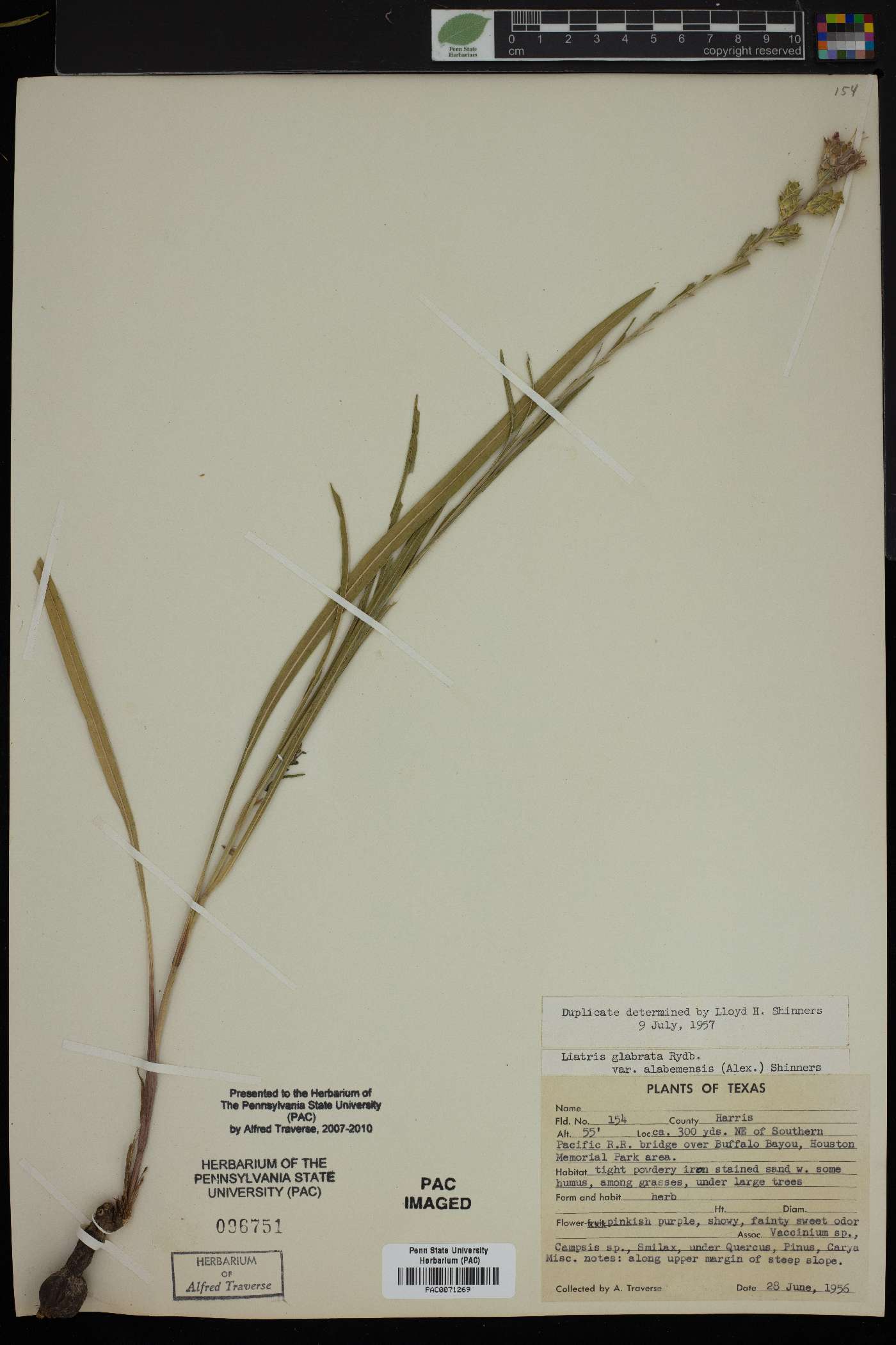 Liatris glabrata var. alabamensis image