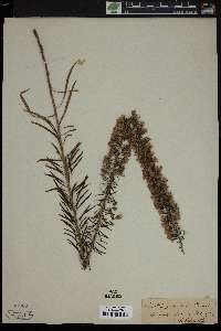 Liatris gracilis image