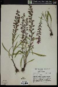 Liatris gracilis image