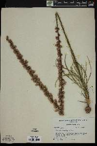 Liatris laevigata image