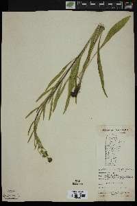 Liatris ligulistylis image