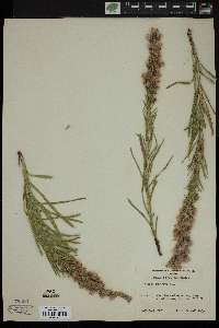 Liatris punctata image