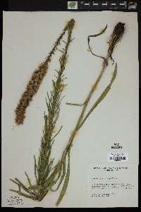 Liatris pycnostachya image