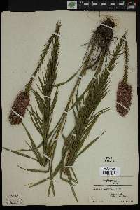 Liatris pycnostachya image