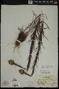 Liatris pycnostachya image