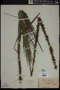 Lacinaria spicata image