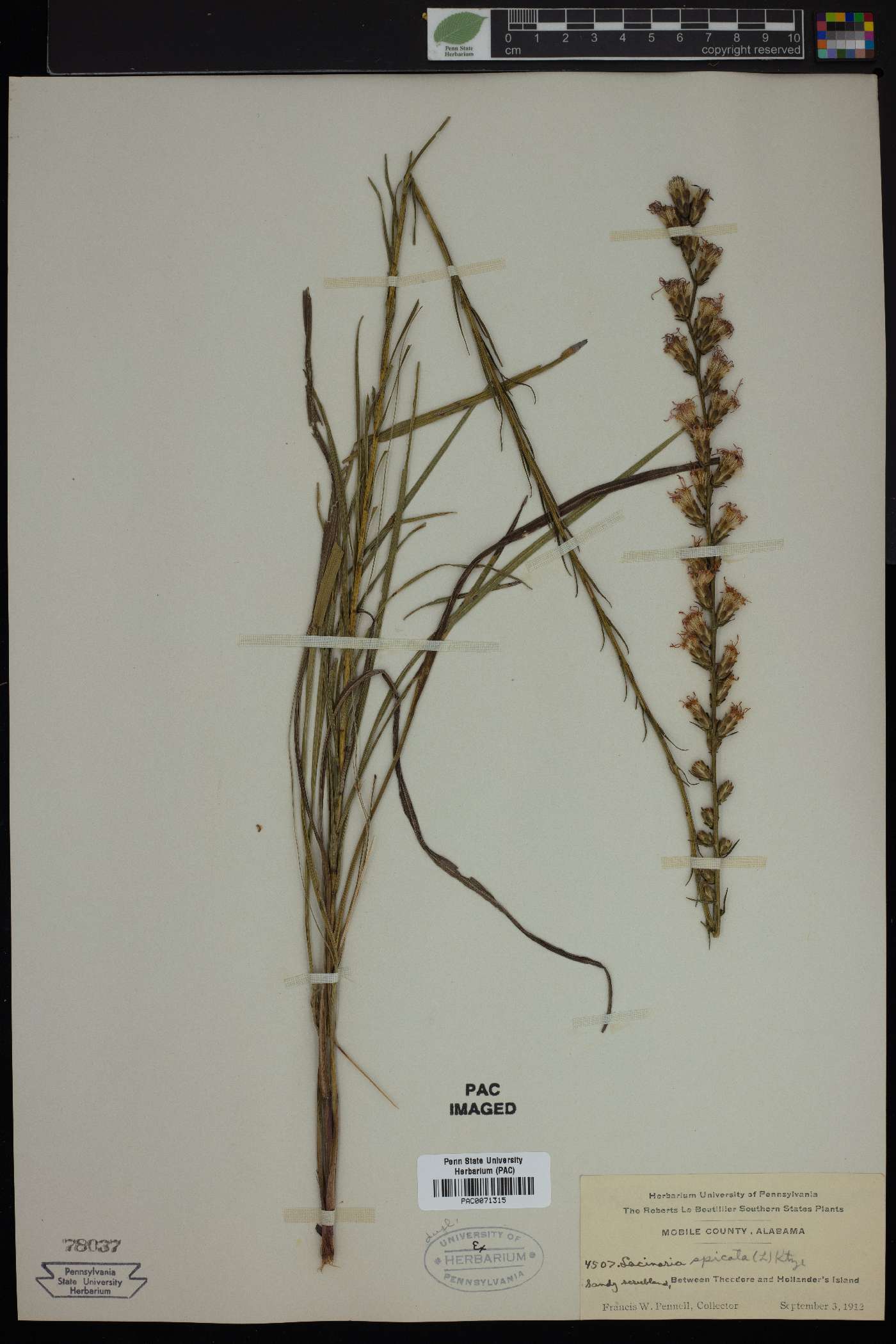 Lacinaria spicata image