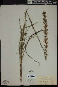 Image of Lacinaria spicata