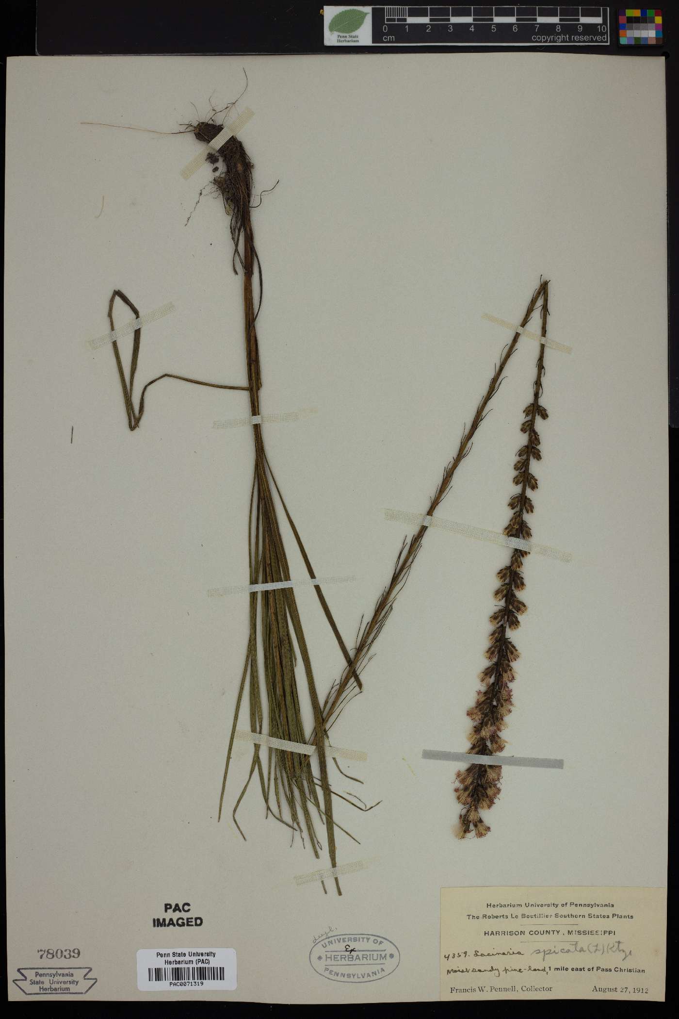 Lacinaria spicata image