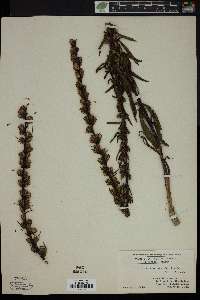 Liatris turgida image