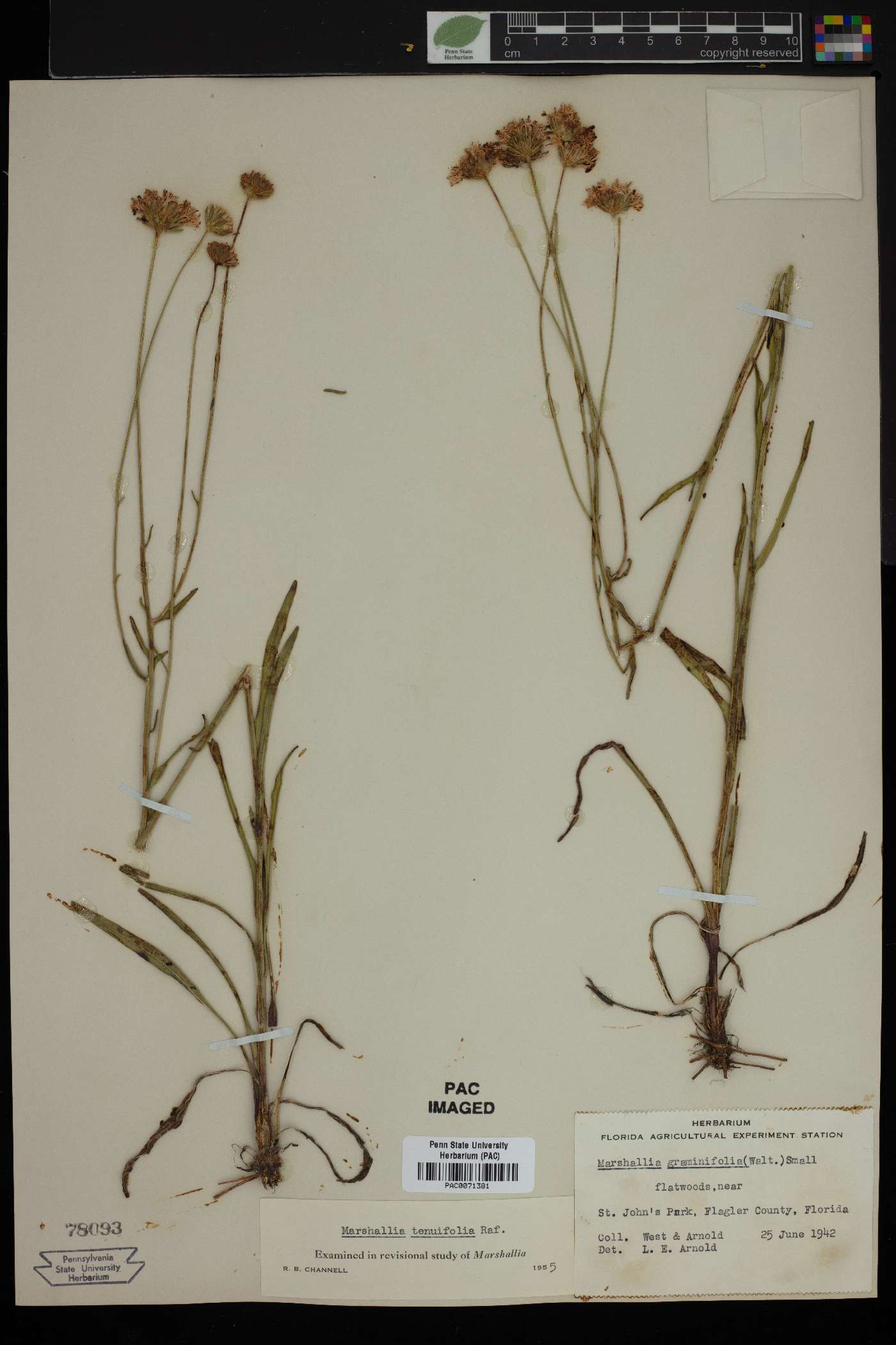 Marshallia graminifolia image