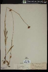 Marshallia angustifolia var. cyananthera image