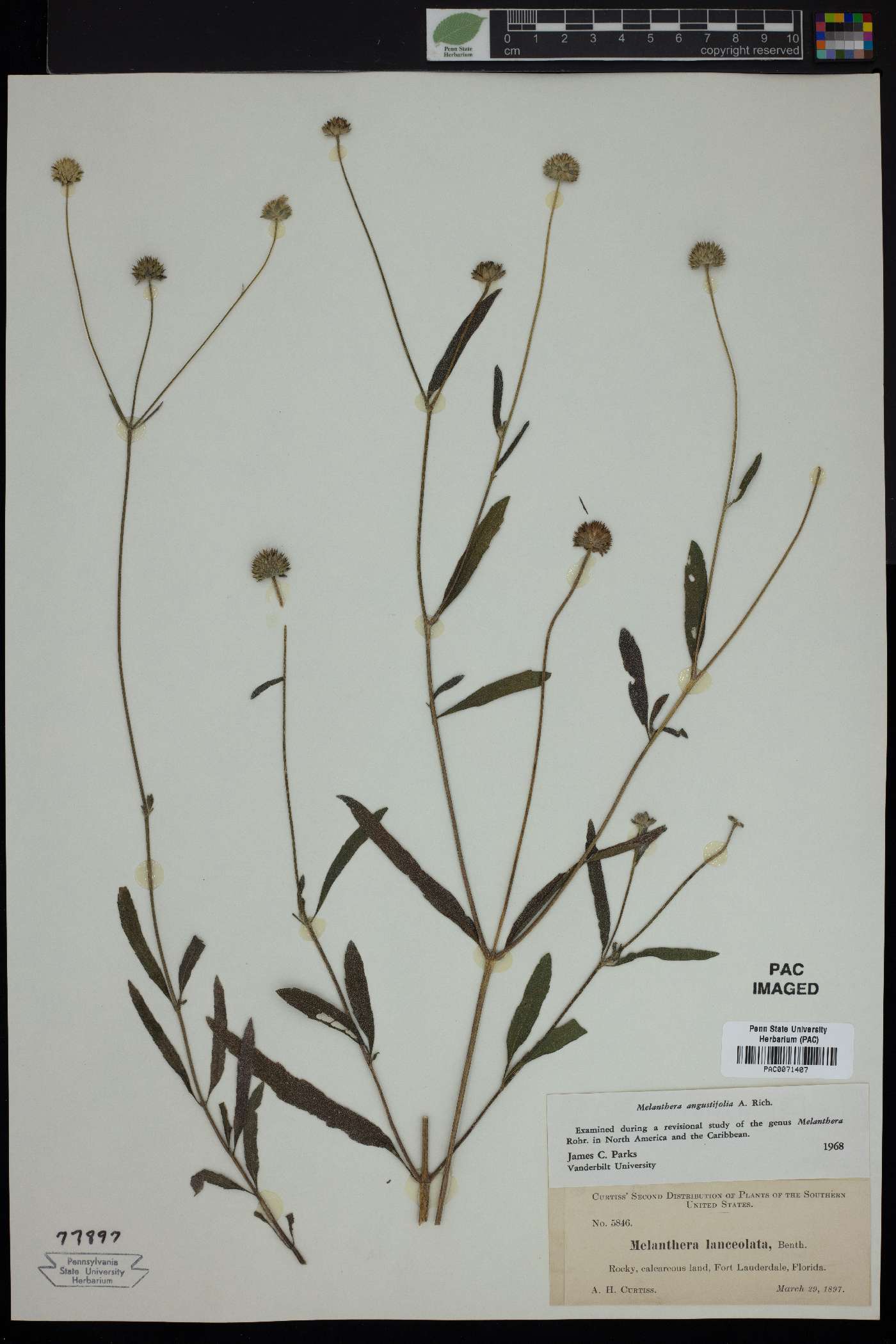 Melanthera angustifolia image