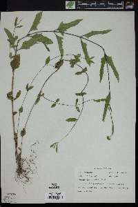 Melanthera ligulata image