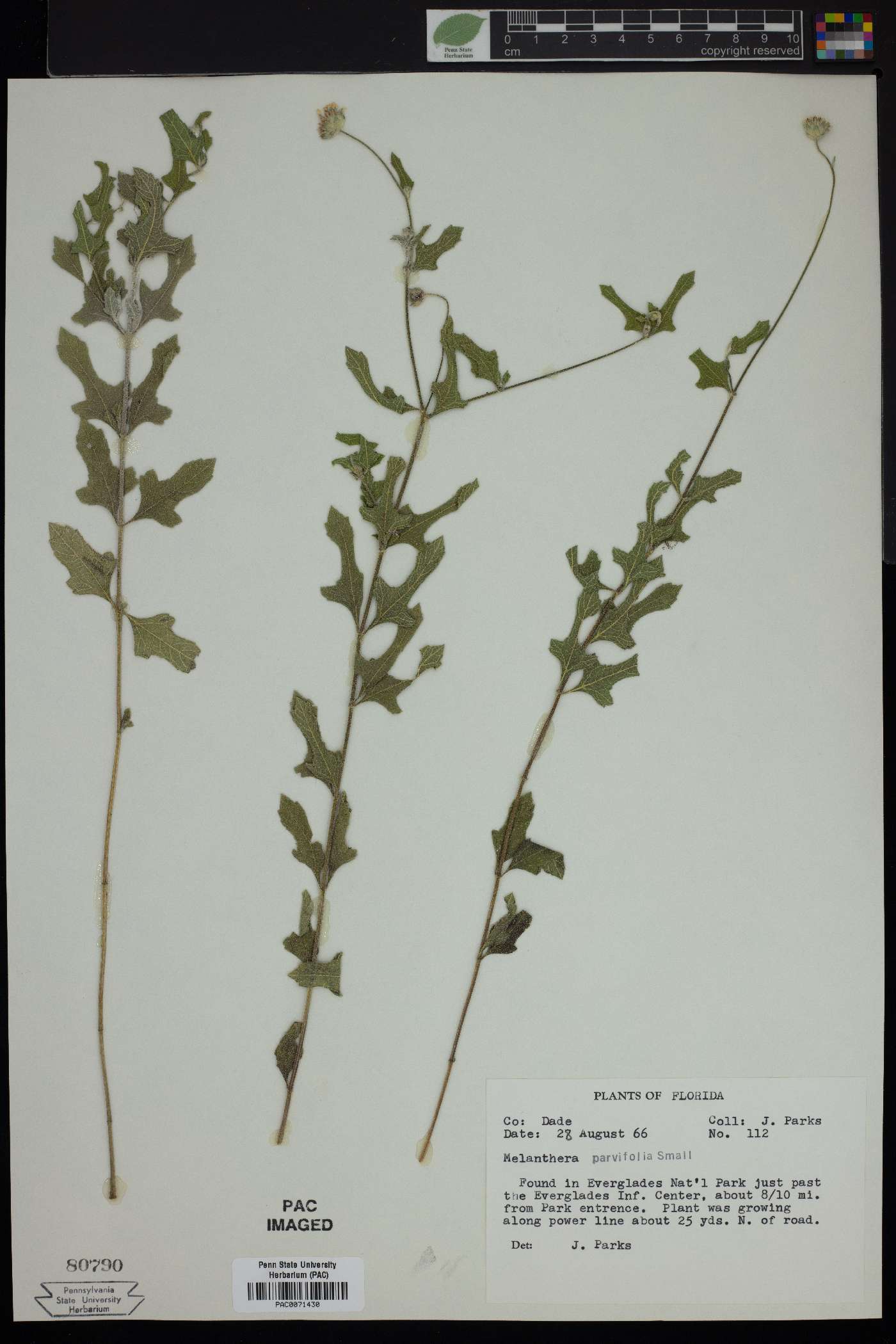 Melanthera parviflora image