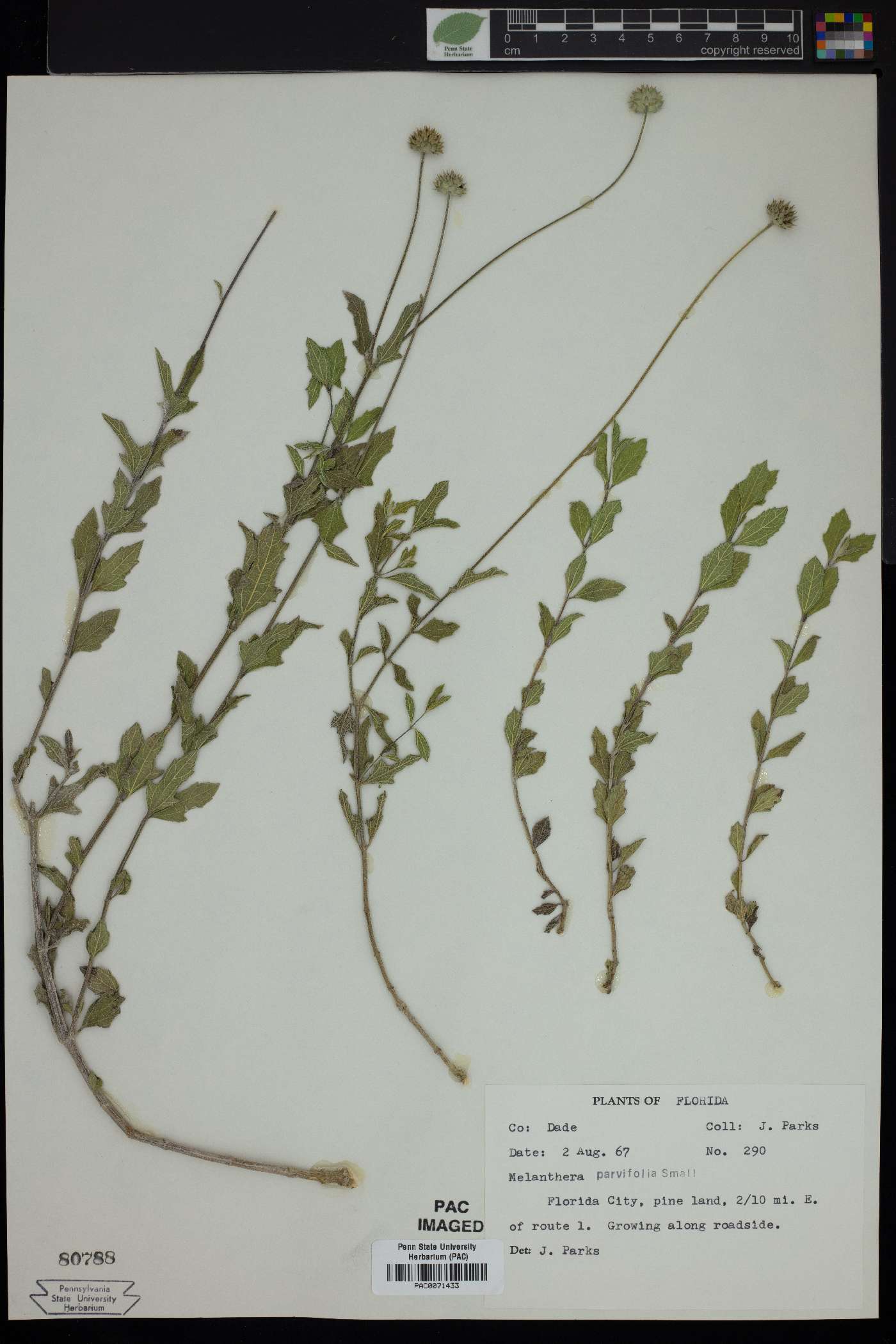 Melanthera parvifolia image