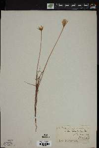 Calais linearifolia image