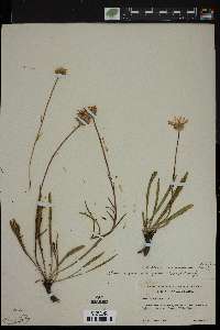Image of Aster andersonii