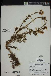 Packera tampicana image