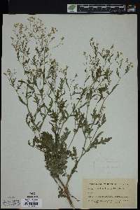 Parthenium hysterophorus image