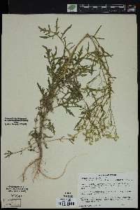 Parthenium hysterophorus image