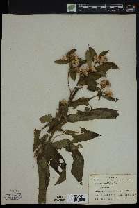 Image of Pluchea tenuifolia