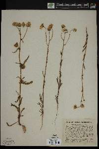 Senecio californicus image