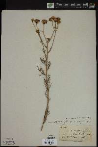 Senecio flaccidus image