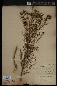 Senecio flaccidus image