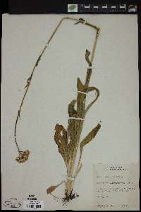 Senecio integerrimus image