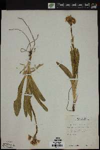 Senecio integerrimus image