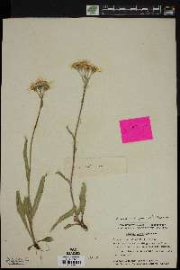 Senecio lugens image