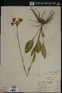 Senecio integerrimus image