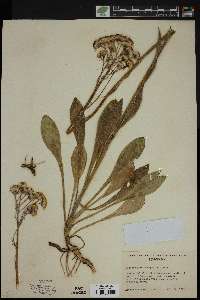 Senecio sphaerocephalus image