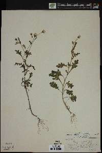 Senecio viscosus image