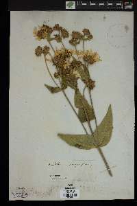 Silphium integrifolium image